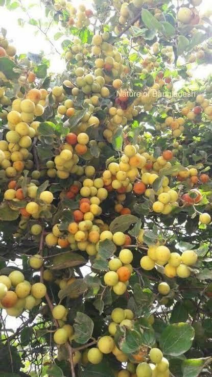 দেশি বড়ই