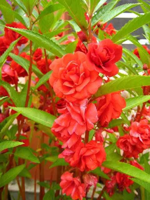 দোপাটি ফুল (৪ কালার)_img_3