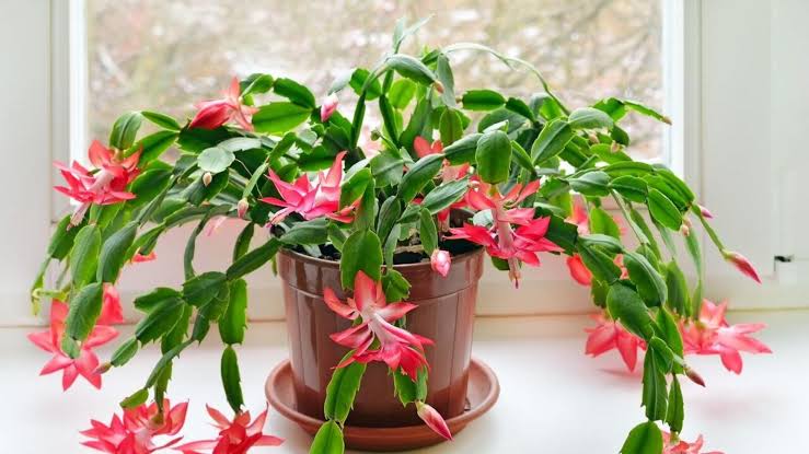 ক্যাকটাস_img_1