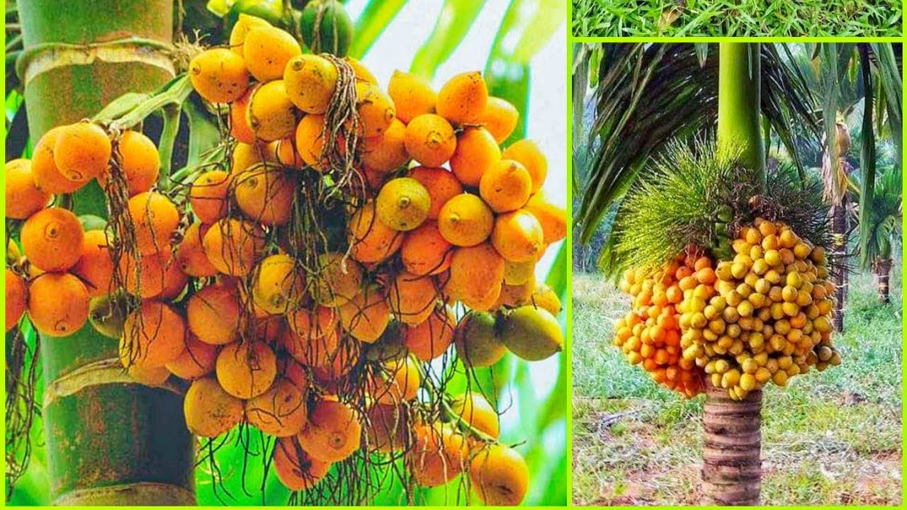 খাটো জাতের সুপারি চারা