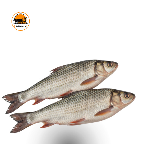Fresh Rohu Fish –
