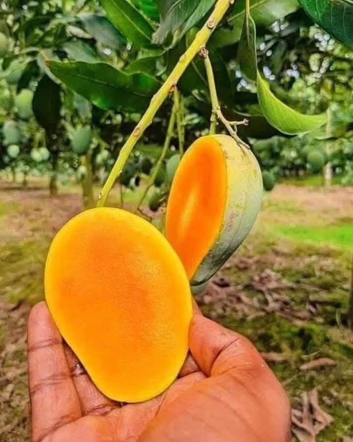 রাজশাহীর অর্গানিক আম্রুপালি (Am Rupali Mango)_img_2