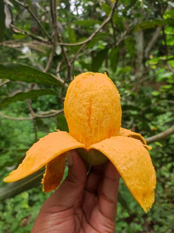 রাজশাহীর অর্গানিক আম্রুপালি (Am Rupali Mango)_img_3