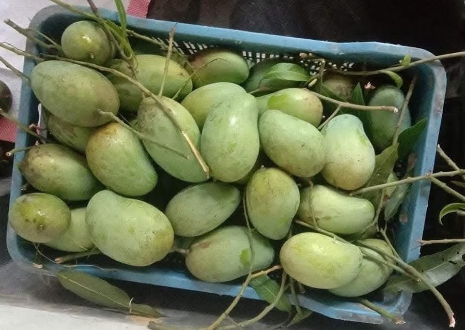 রাজশাহীর অর্গানিক আম্রুপালি (Am Rupali Mango)_img_4