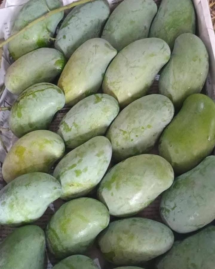 রাজশাহীর অর্গানিক আম্রুপালি (Am Rupali Mango)_img_6