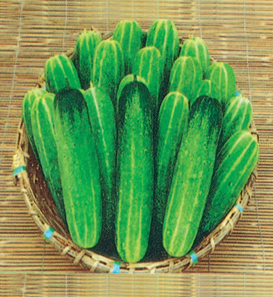 হাইব্রিড গ্রীষ্মকালীন শসা বা বর্ষাকালীন শশার বীজ_img_0