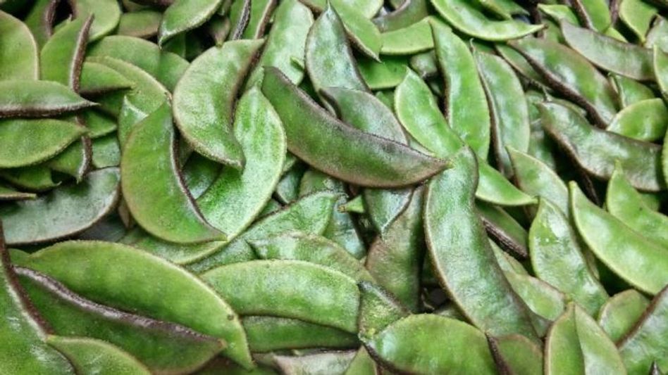 দানা সিম