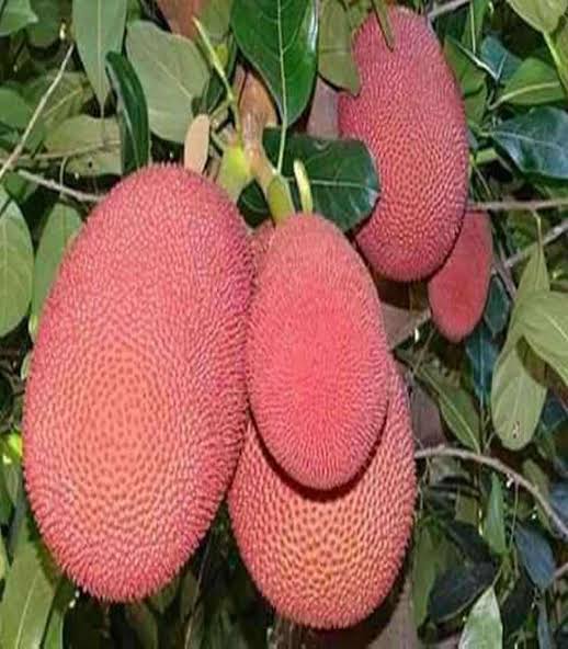 বারোমাসি লাল কাঁঠাল