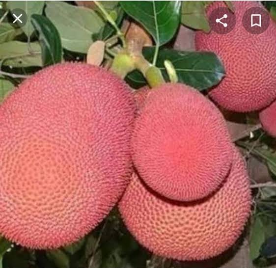 বারোমাসি লাল কাঁঠাল_img_2