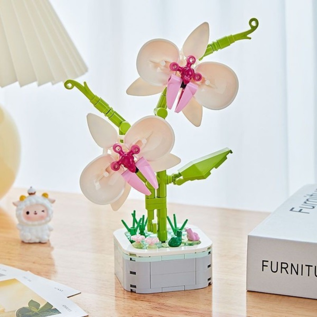 Phalaenopsis Potted