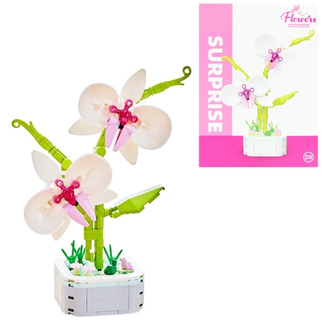 Phalaenopsis Potted_img_1