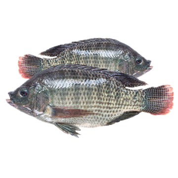 Fresh Whole Tilapia – 1kg (2-3 Pieces)_img_1