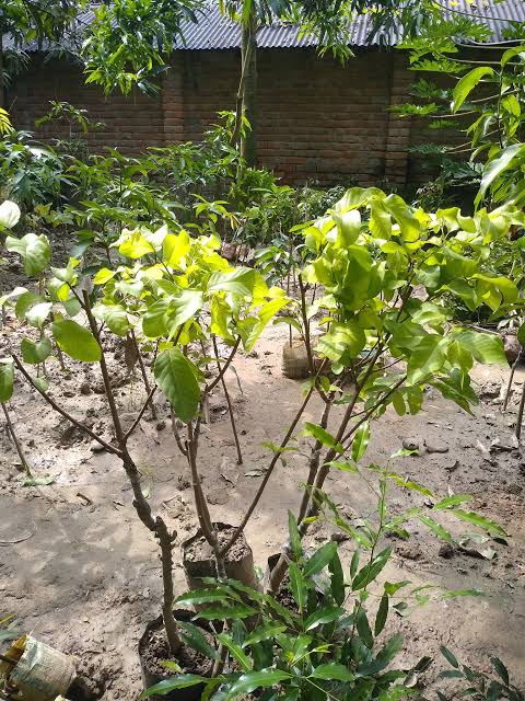 সুদানী শরিফা_img_3