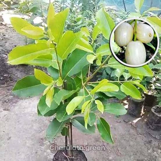 থাই সাদা জাম