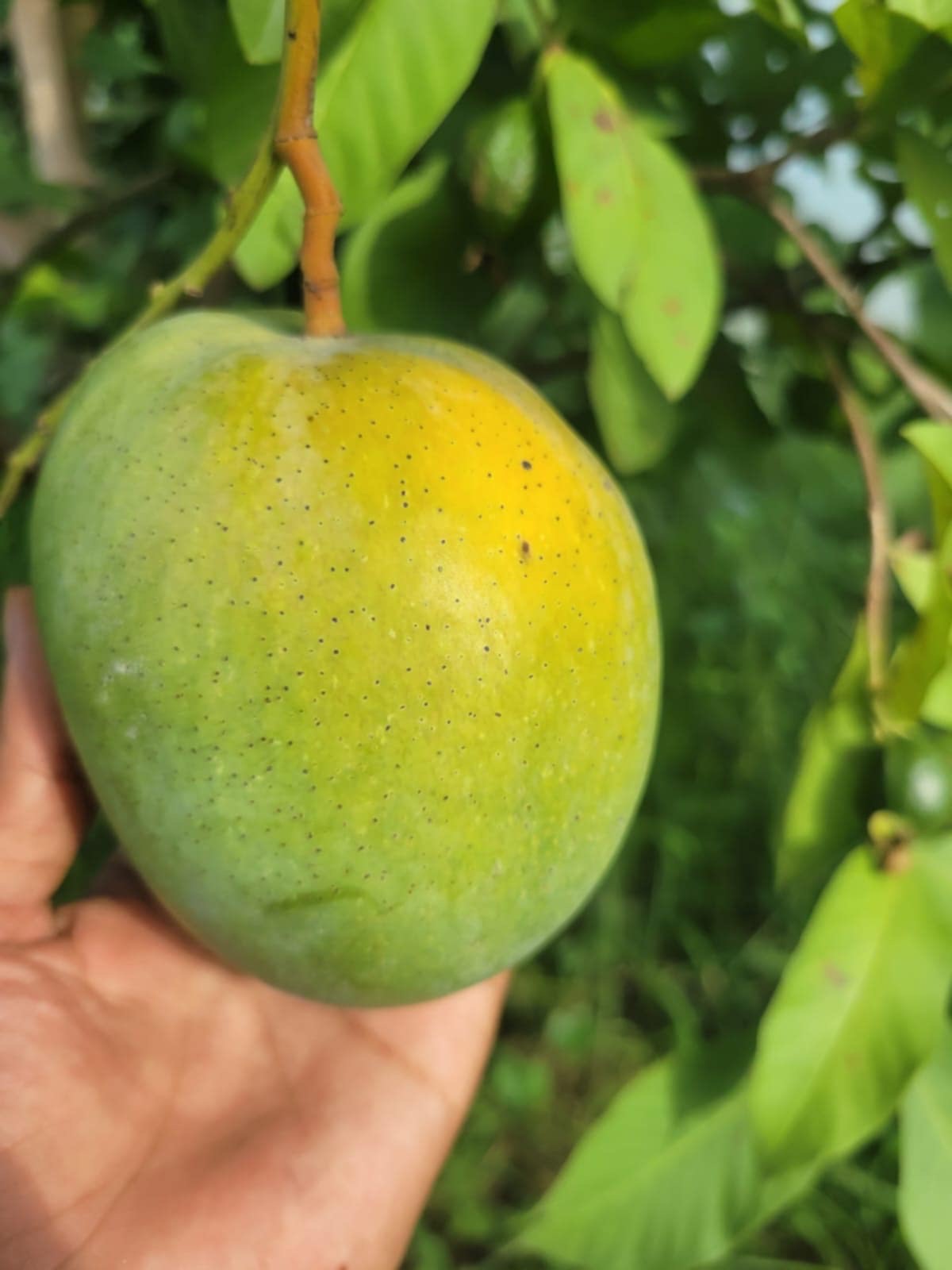 বারি ৪ আম ( Bari 4 Mango)_img_2