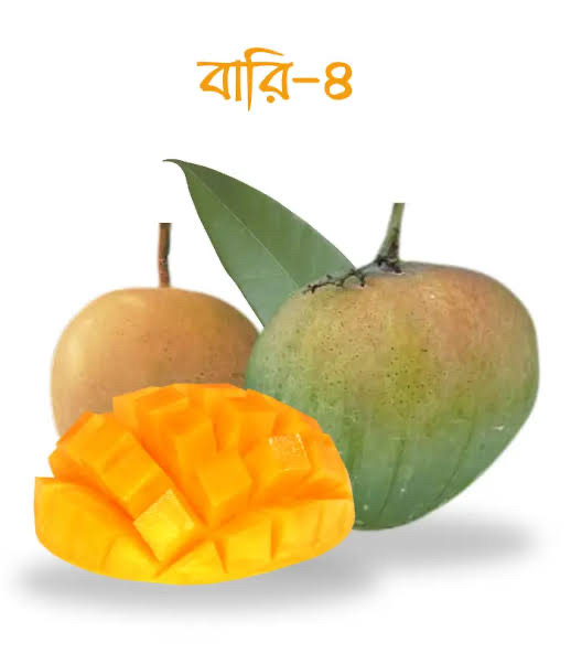 বারি ৪ আম ( Bari 4 Mango)_img_1