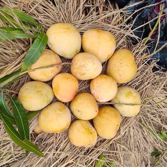 বারি ৪ আম ( Bari 4 Mango)_img_4