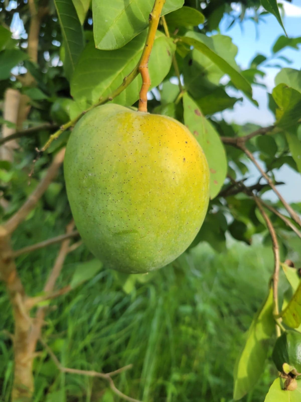 বারি ৪ আম ( Bari 4 Mango)_img_5