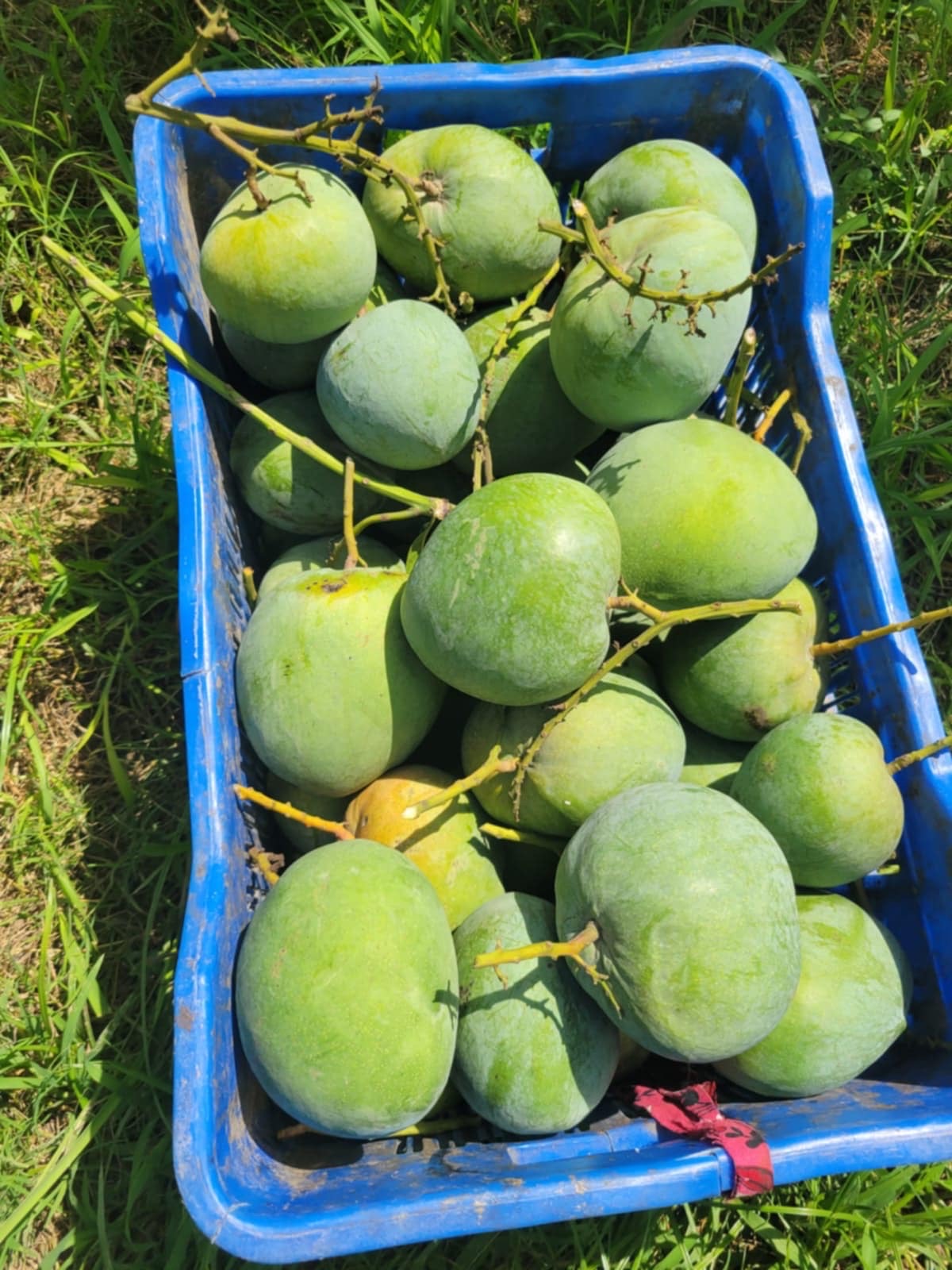 বারি ৪ আম ( Bari 4 Mango)_img_6