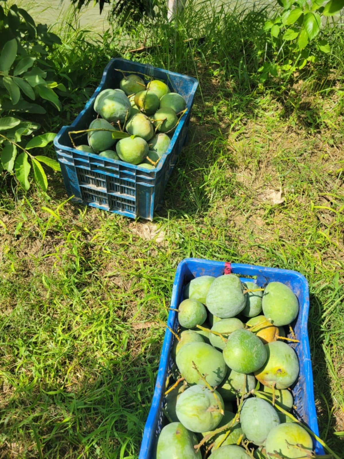 বারি ৪ আম ( Bari 4 Mango)_img_7