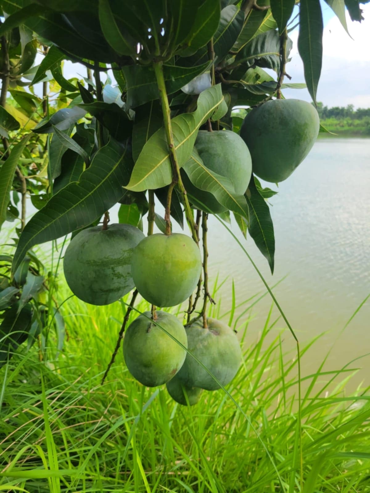 বারি ৪ আম ( Bari 4 Mango)_img_8