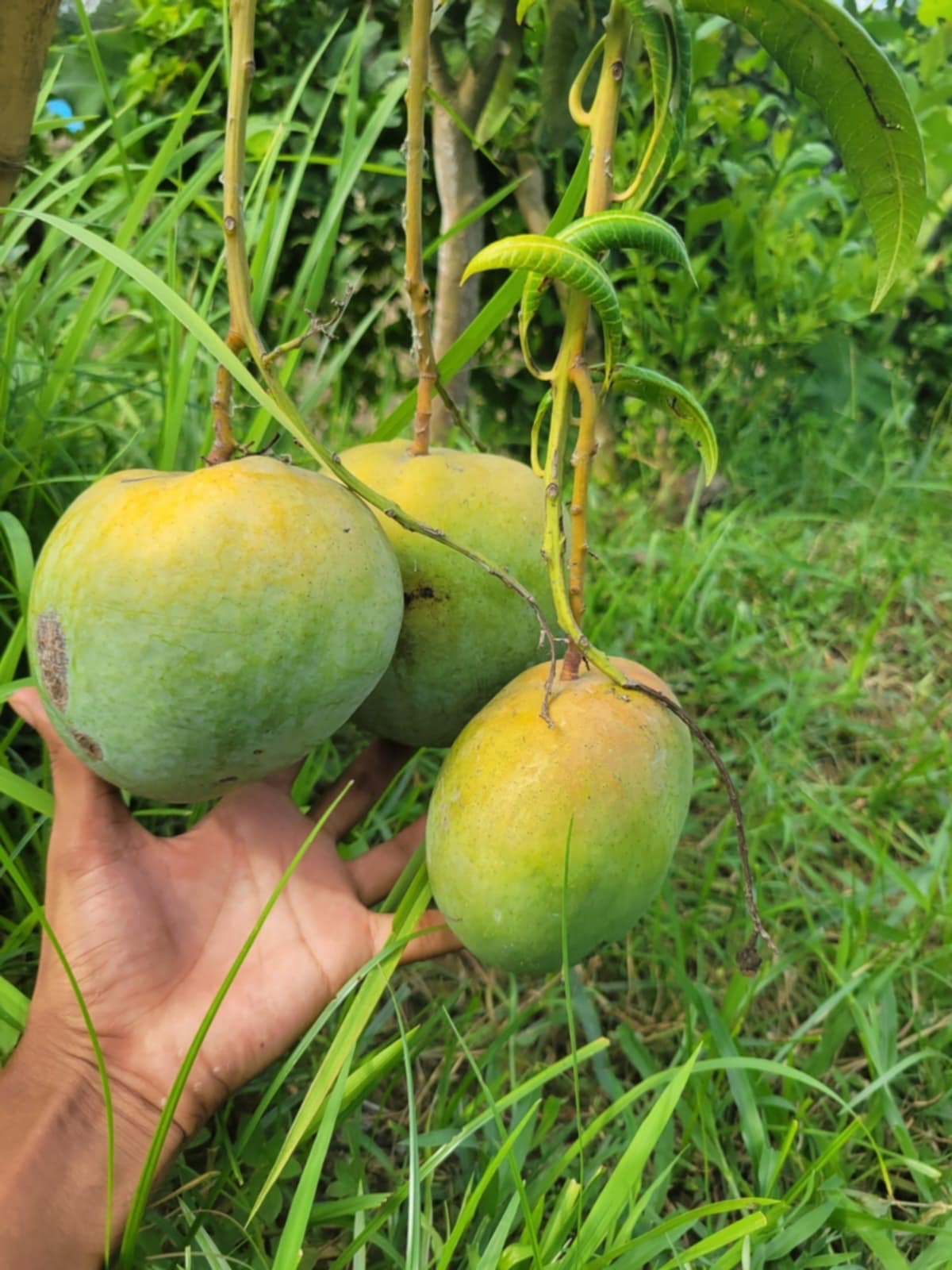 বারি ৪ আম ( Bari 4 Mango)_img_9