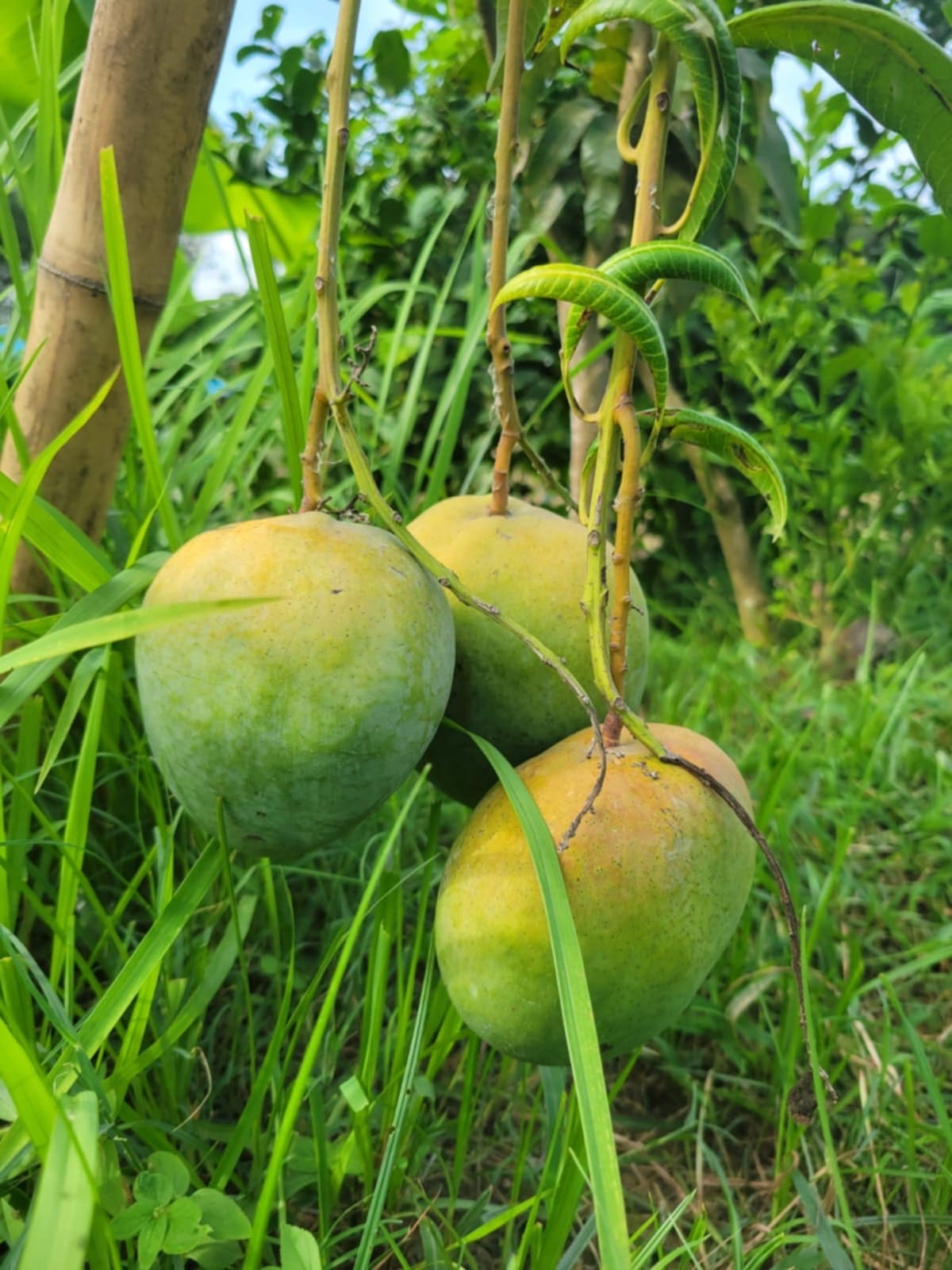 বারি ৪ আম ( Bari 4 Mango)_img_10