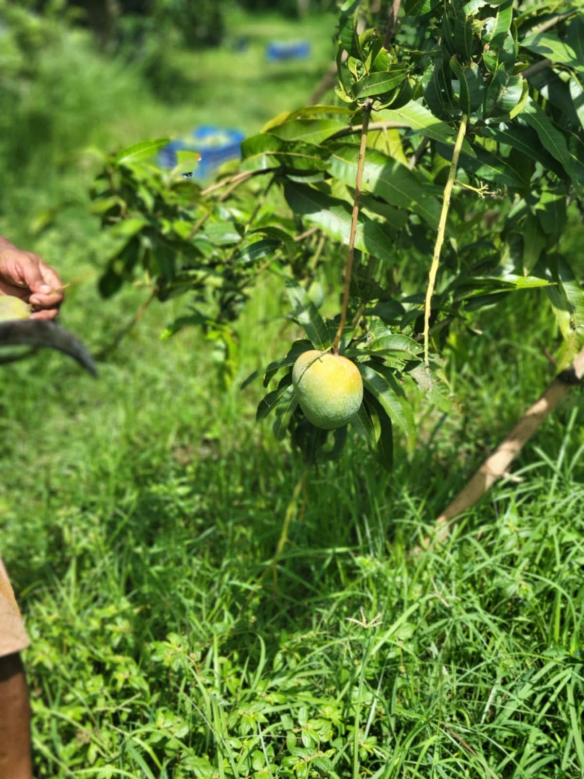 বারি ৪ আম ( Bari 4 Mango)_img_11