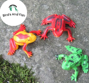 সপিজ ব্যাঙ কচ্ছপ_img_1