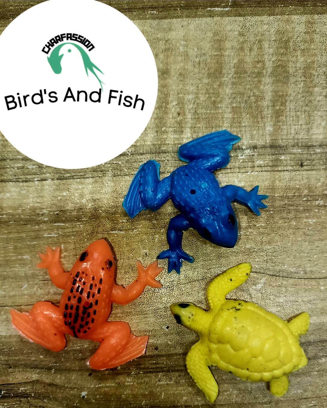 সপিজ ব্যাঙ কচ্ছপ_img_2