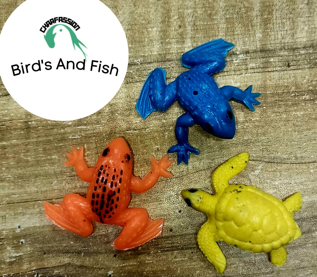 সপিজ ব্যাঙ কচ্ছপ_img_3