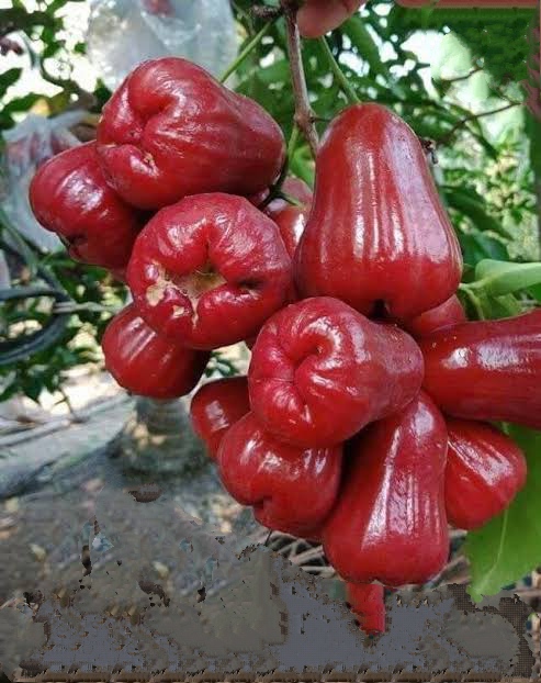 লাল মিষ্টি জামরুল_img_1