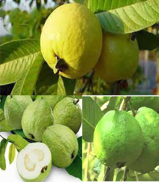 বারোমাসি থাই-৭ পেয়ারা