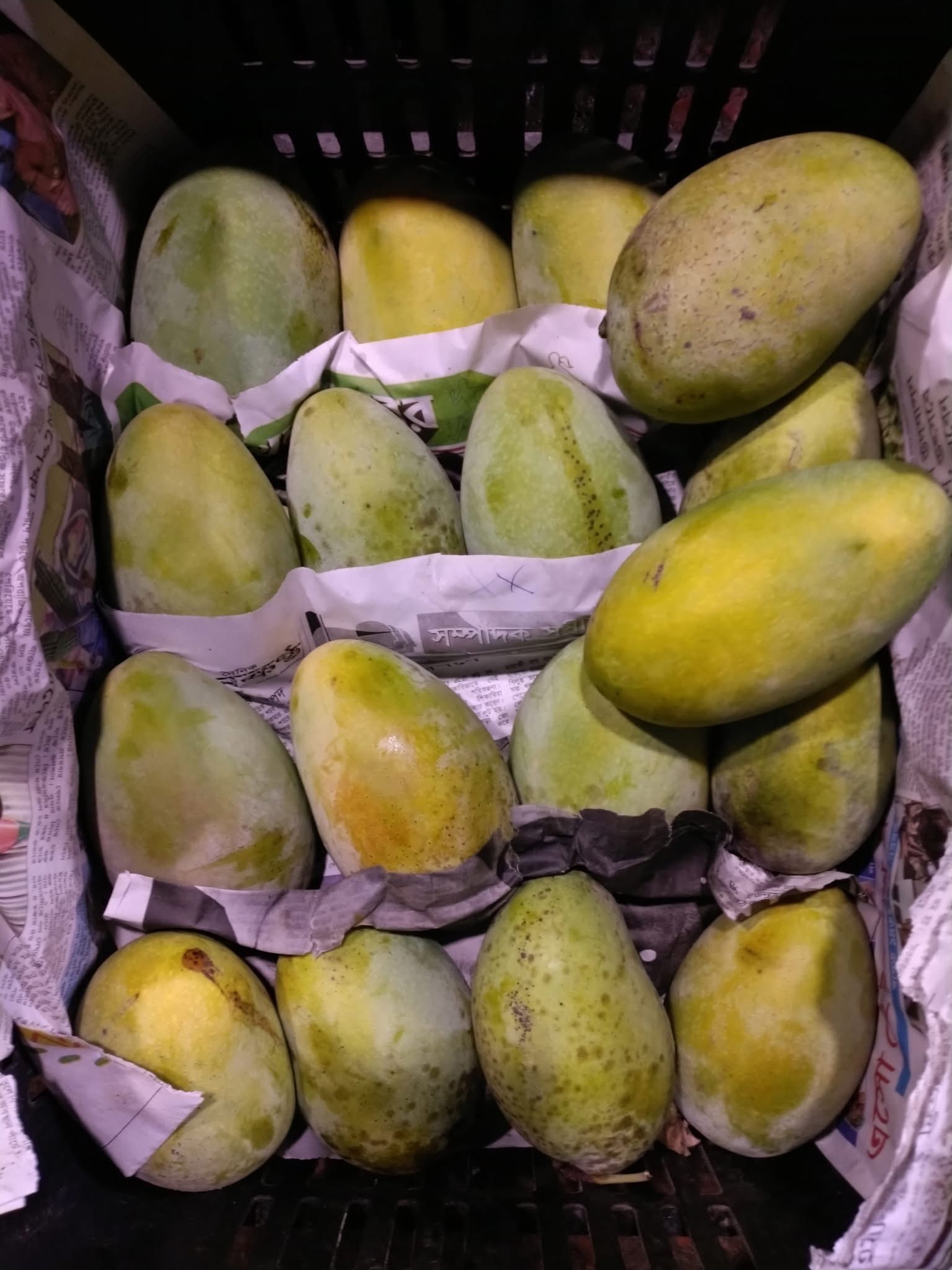 সুরমা ফজলী আম (Surma Fazlee Mango)_img_4