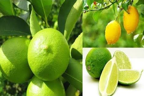 বারোমাসি চায়না-৩ / সিডলেস লেবু_img_1