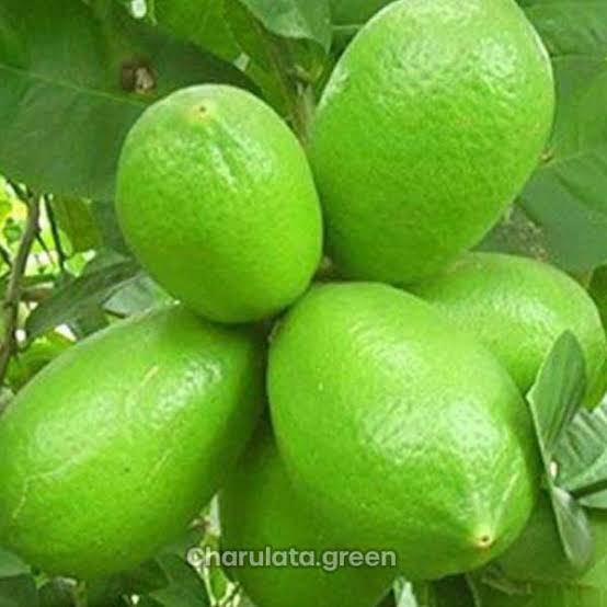 বারোমাসি এলাচি লেবু_img_2