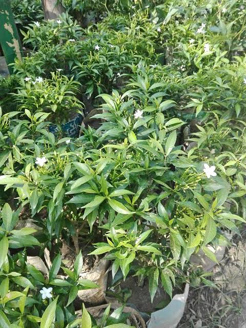 চায়না টগর_img_1