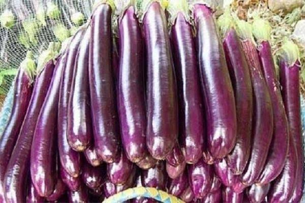 জনপ্রিয় লম্বা জাতের হাইব্রিড বেগুন বীজ। begun Hybrid Eggplant Seeds