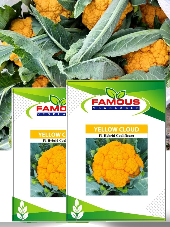 কমলা / হলুদ কালার রঙিন ফুলকপি ইয়োলো ক্লাউড । ORANGE colored cauliflower seeds YELLOW CLOUD