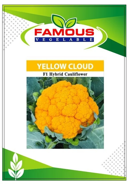 কমলা / হলুদ কালার রঙিন ফুলকপি ইয়োলো ক্লাউড । ORANGE colored cauliflower seeds YELLOW CLOUD_img_2
