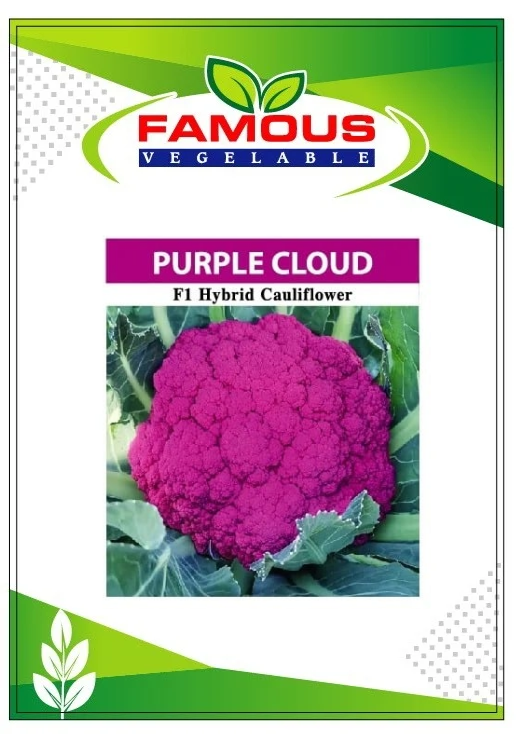 বেগুনি কালার রঙিন ফুলকপি  পার্পল ক্লাউড। Purple colored cauliflower seeds  Purple cloud_img_1