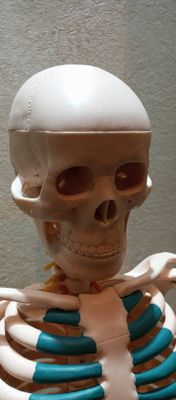 Human Skeleton 80cm_img_0