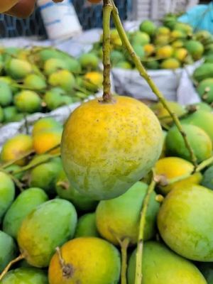 হিমসাগর আম_img_1