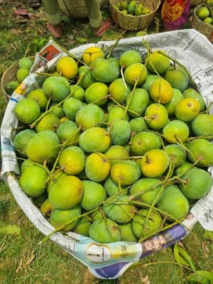 হিমসাগর আম_img_2