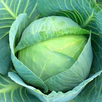 সেরা জাতের হাইব্রিড  বাঁধাকপি । F1 Hybrid Cabbage Seeds_img_0
