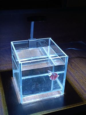 6 inch cube Betta setup ( cristal glass)_img_0
