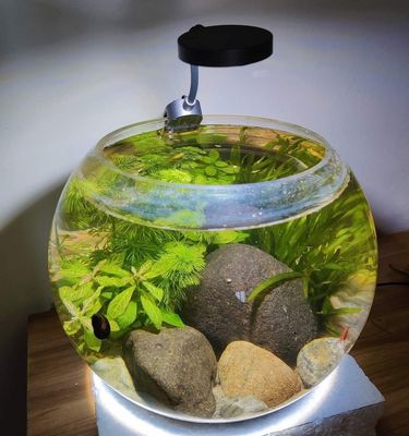 Planted cristal jar_img_0