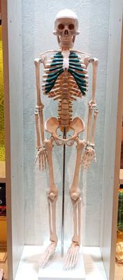 Human Skeleton 80cm_img_3