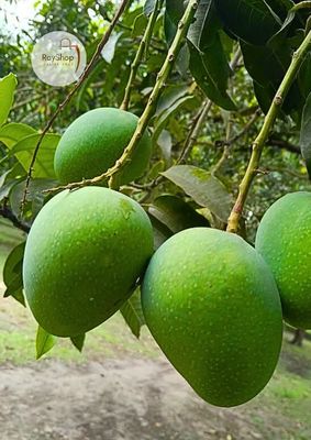 ২০ কেজি ||  রাজশাহীর গোপালভোগ আম_img_1