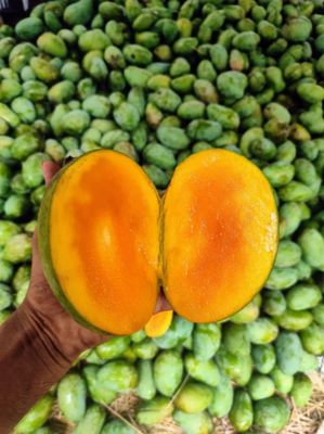 সুরমা ফজলী আম (Surma Fazlee Mango)_img_1